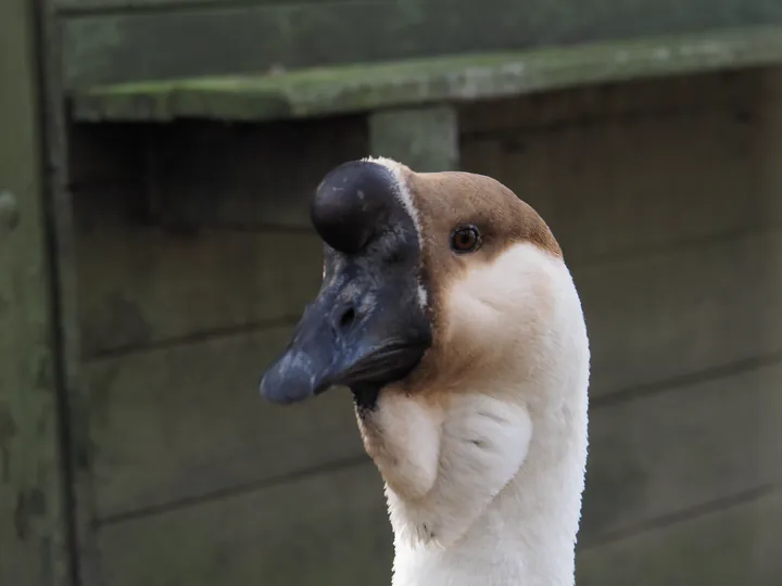 Lens Polder kinderboerderij in Nieuwpoort (Belgie)